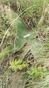 Image of Brunsvigia radulosa Herb.