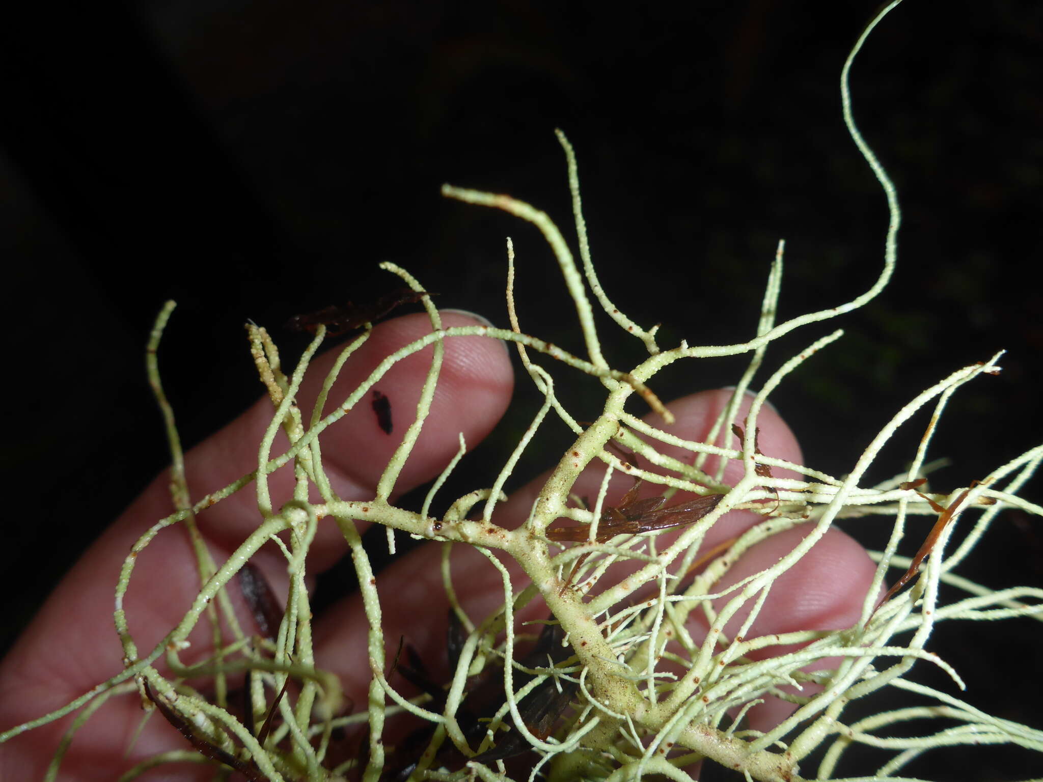 Image of Inflated Beard Lichen