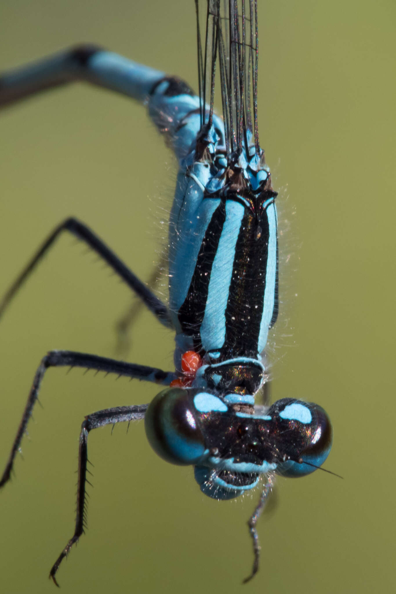 Image of Marsh Bluet