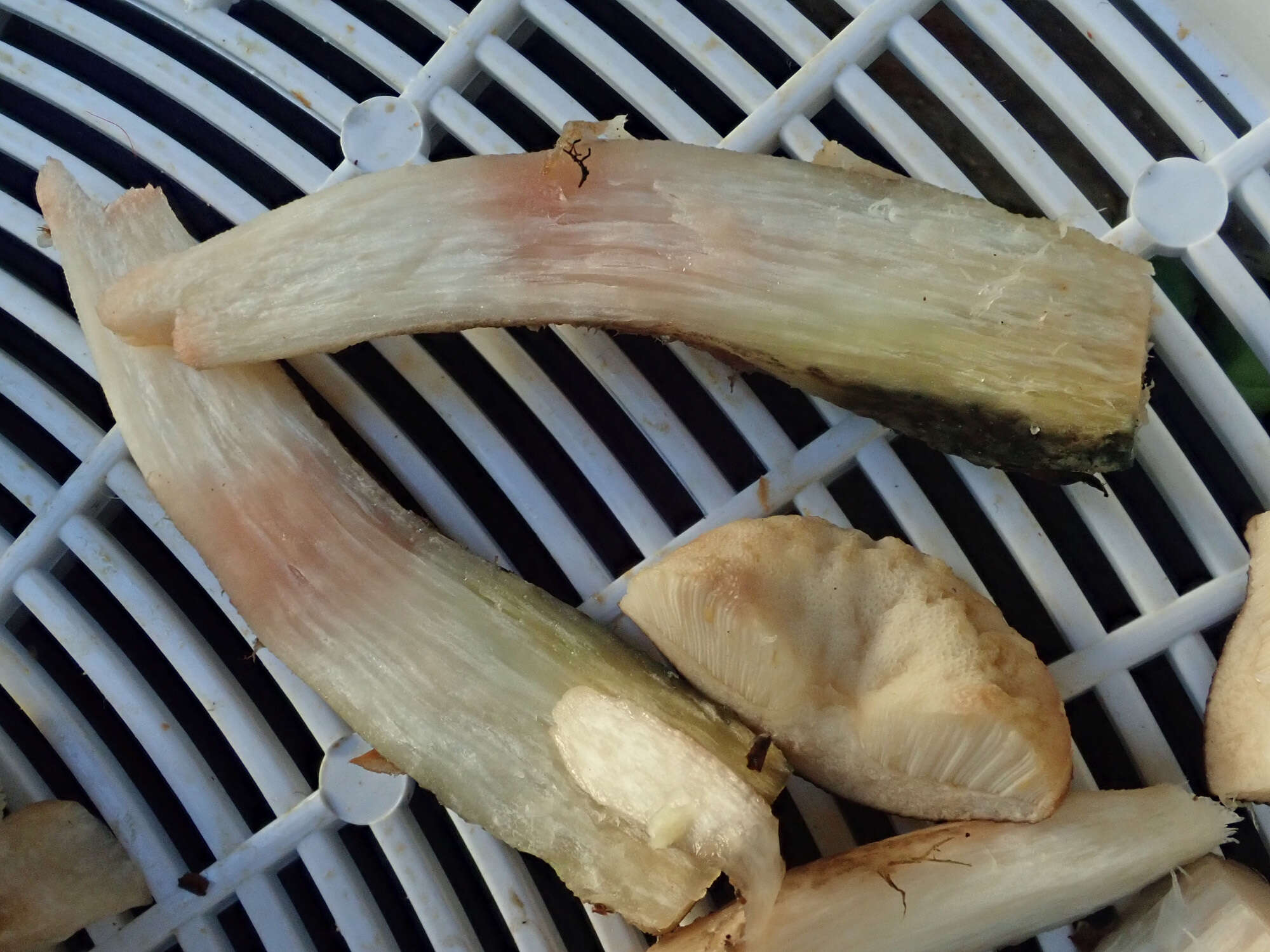 Image of Leccinum scabrum (Bull.) Gray 1821