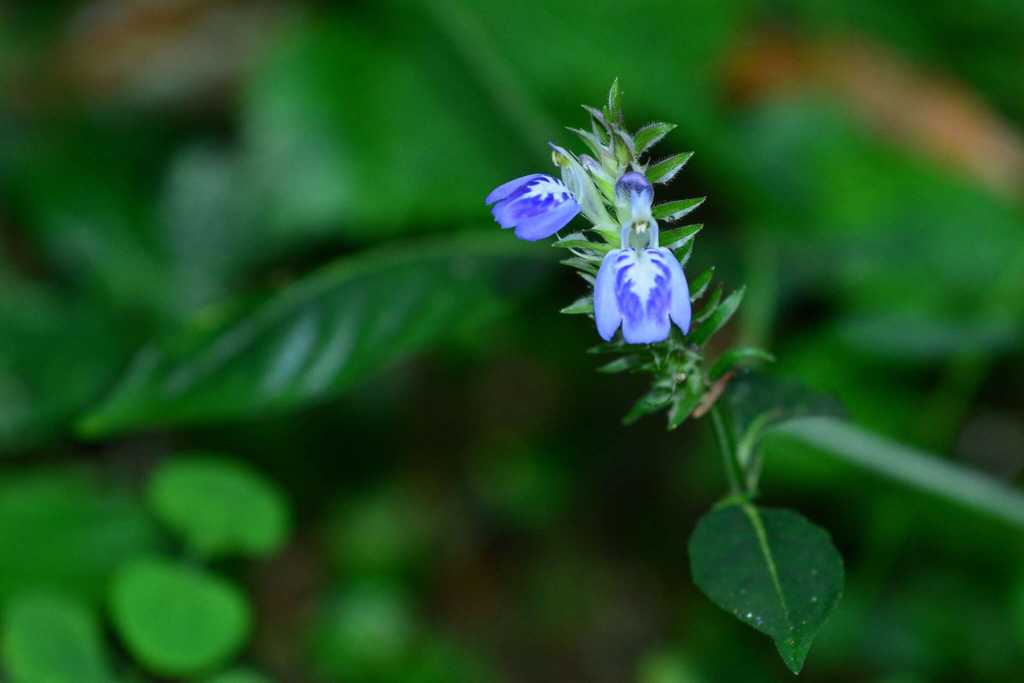 Image of Rungia taiwanensis Yamazaki