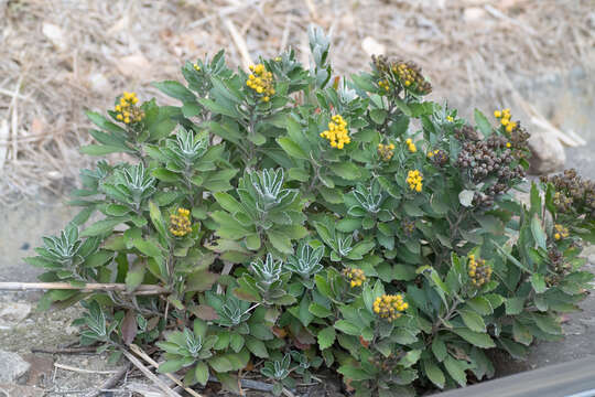 Plancia ëd Ajania pacifica (Nakai) K. Bremer & C. J. Humphries