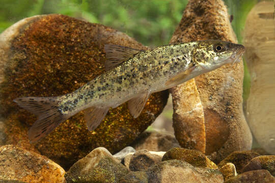 Image of Horse Barbel