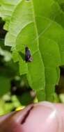 Image of Southern Longhorn Moth