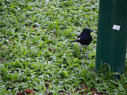 Image of Oriental Magpie Robin