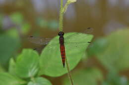 Plancia ëd Lyriothemis acigastra (Selys 1878)