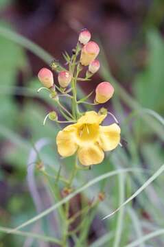 Image of desert foxglove