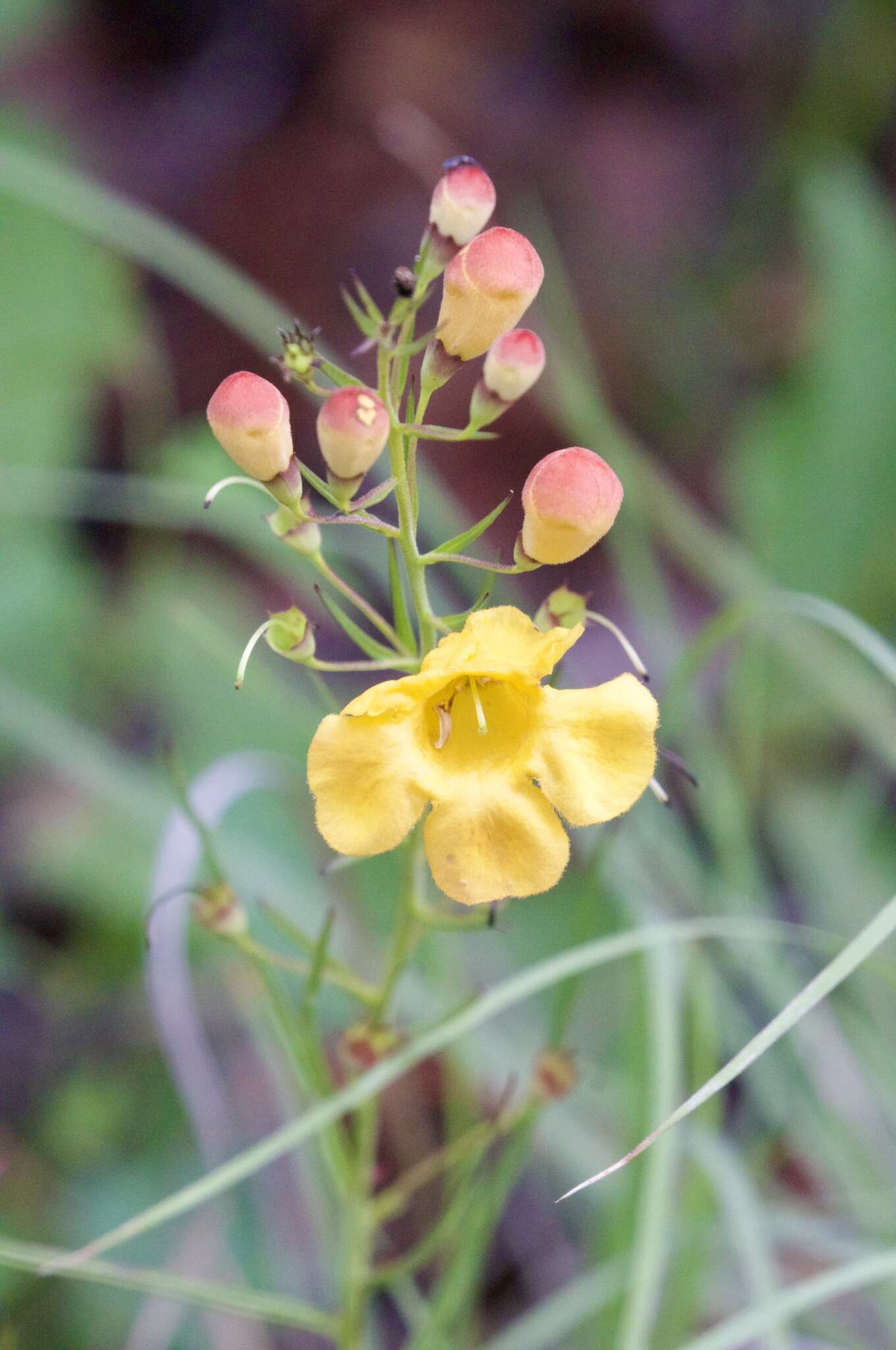 Image of Arizona desert foxglove