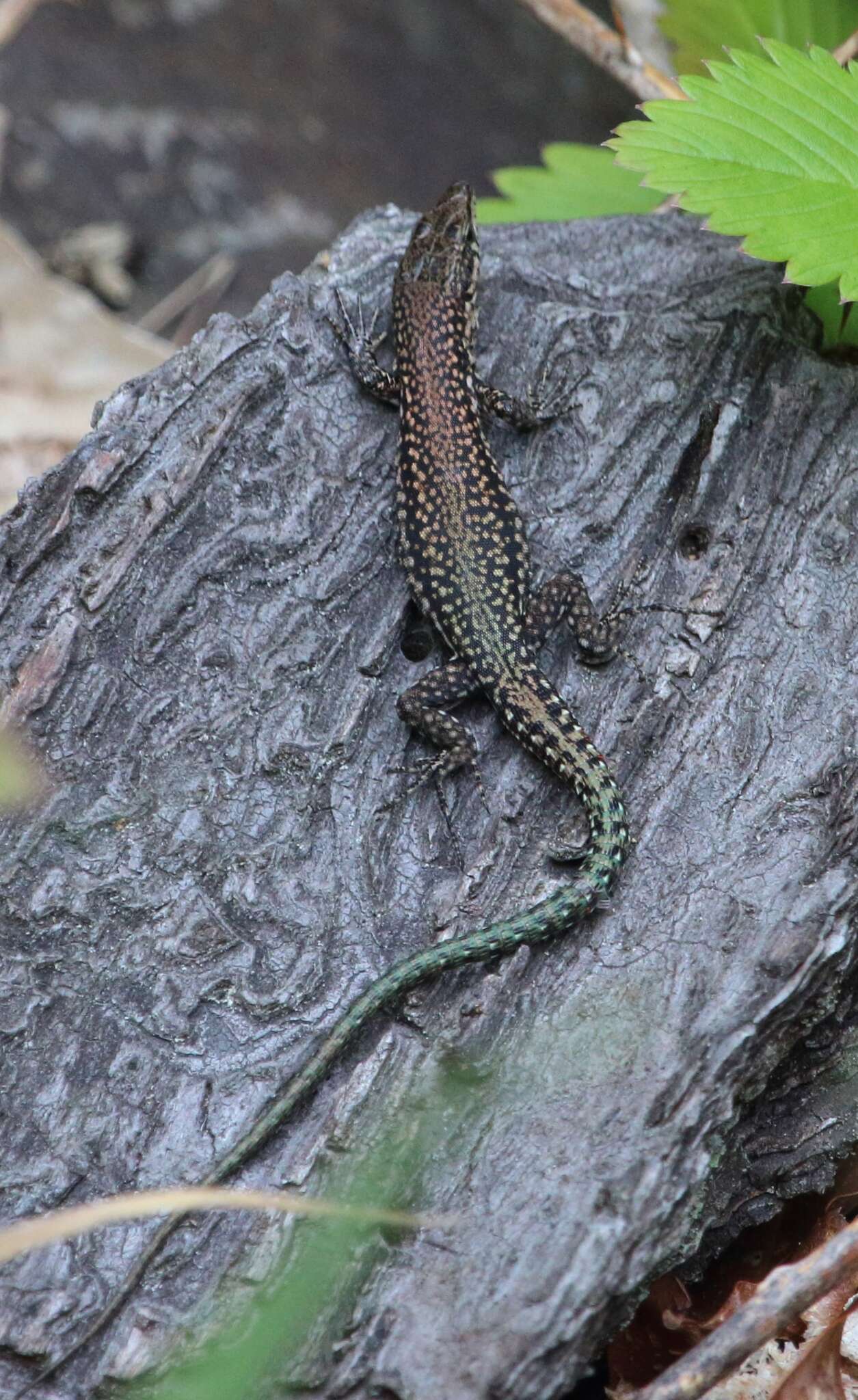 Image of Podarcis guadarramae lusitanicus Geniez et al. 2014