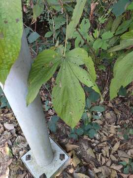 Flemingia macrophylla (Willd.) Merr. resmi