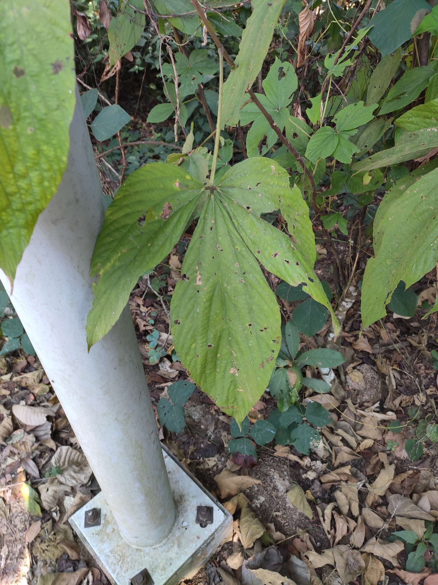 Слика од Flemingia macrophylla (Willd.) Merr.