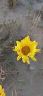 Image of Grindelia scorzonerifolia Hook. & Arn.