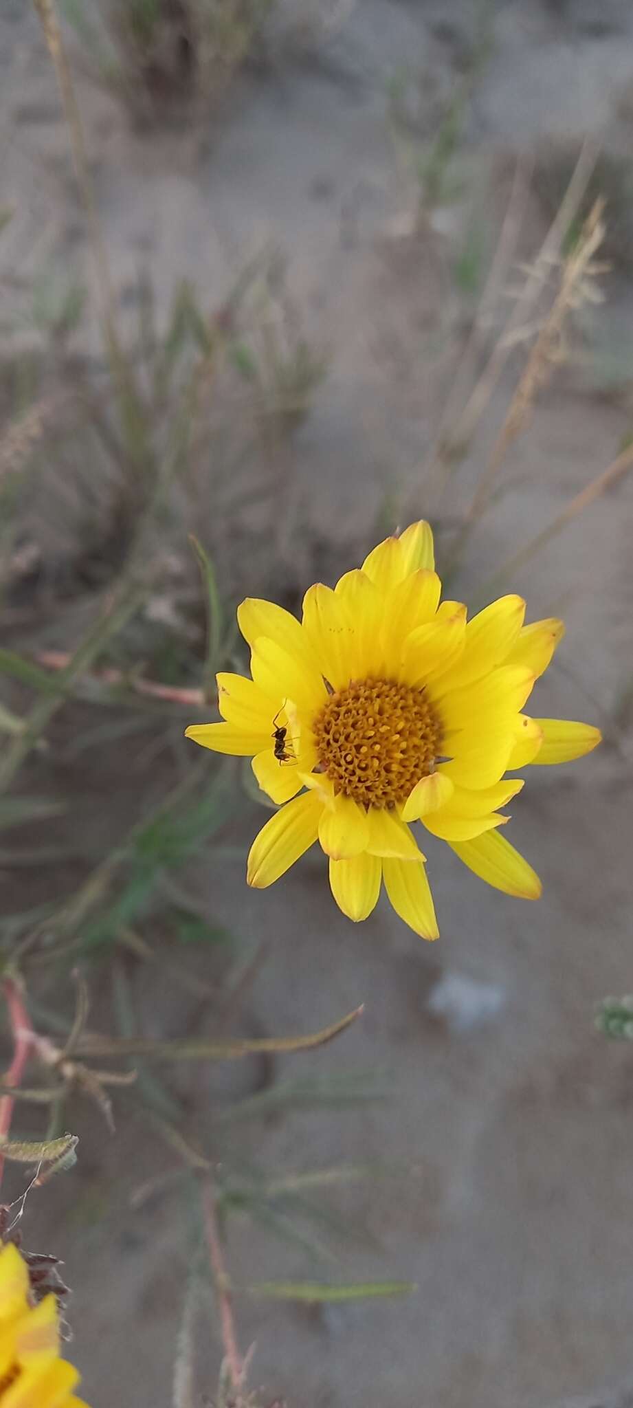 Image of Grindelia scorzonerifolia Hook. & Arn.