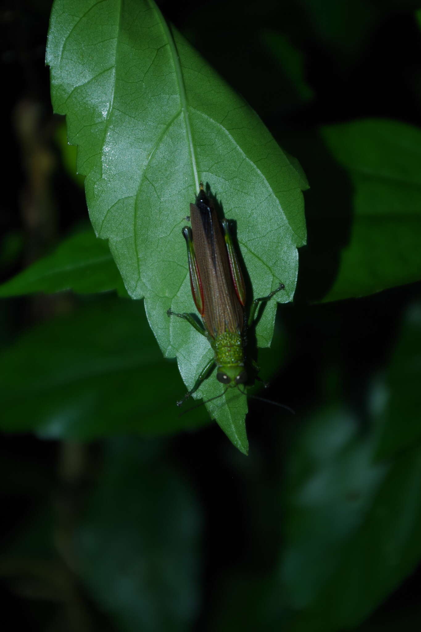 Coscineuta pulchripes (Gerstaecker 1889)的圖片