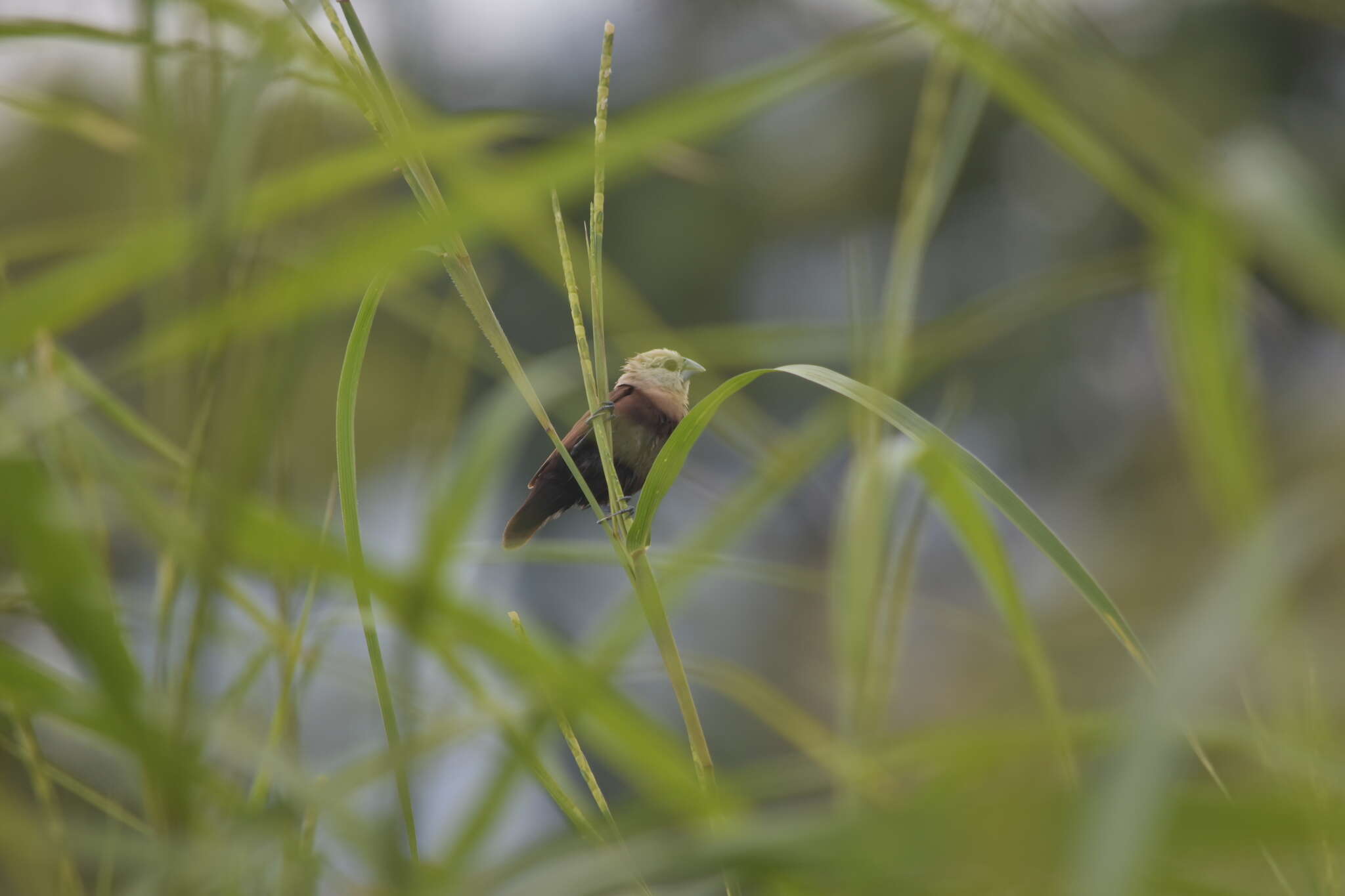 Image of <i>Lonchura maja vietnamensis</i>