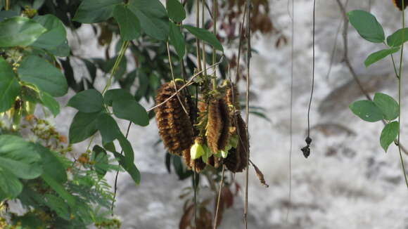 Sivun Mucuna mollis (Kunth) DC. kuva