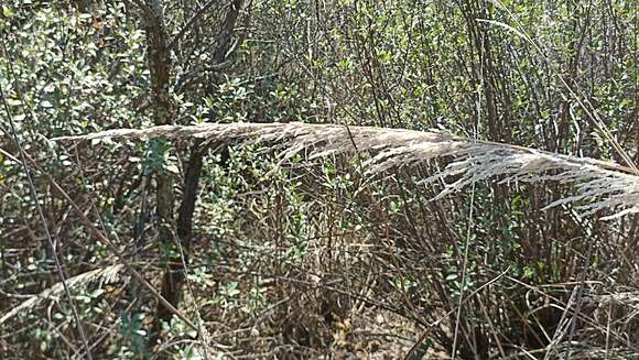 صورة Muhlenbergia robusta (E. Fourn.) Hitchc.