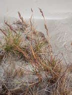 Image of Richardson's fescue