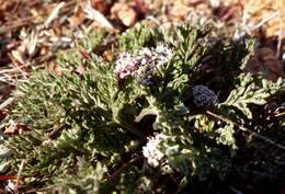 Image of Nevada biscuitroot