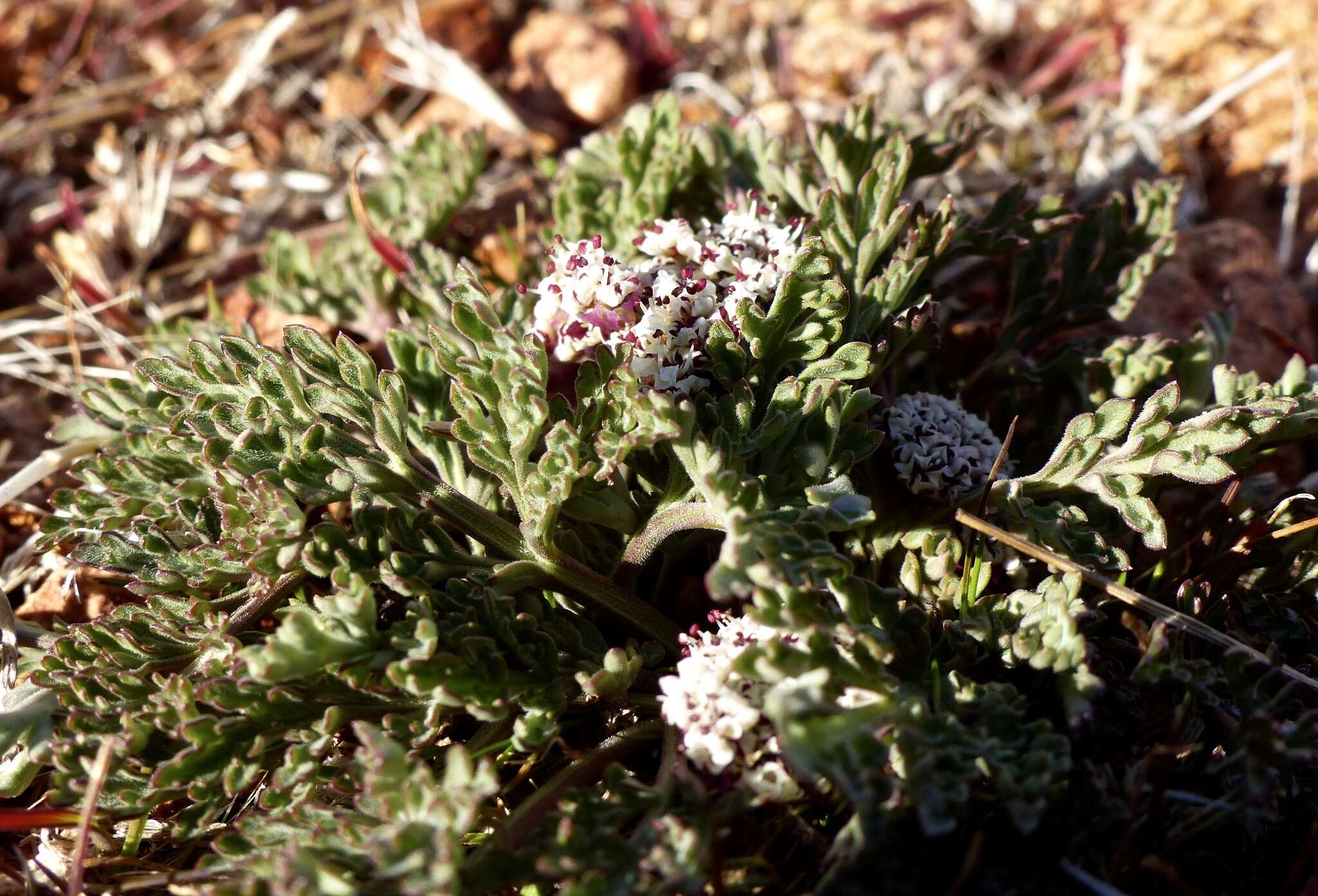 Image of Nevada biscuitroot