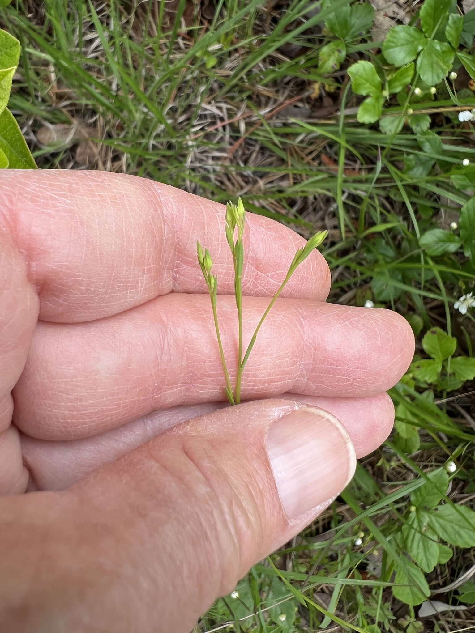 Image of Sandplain Flax