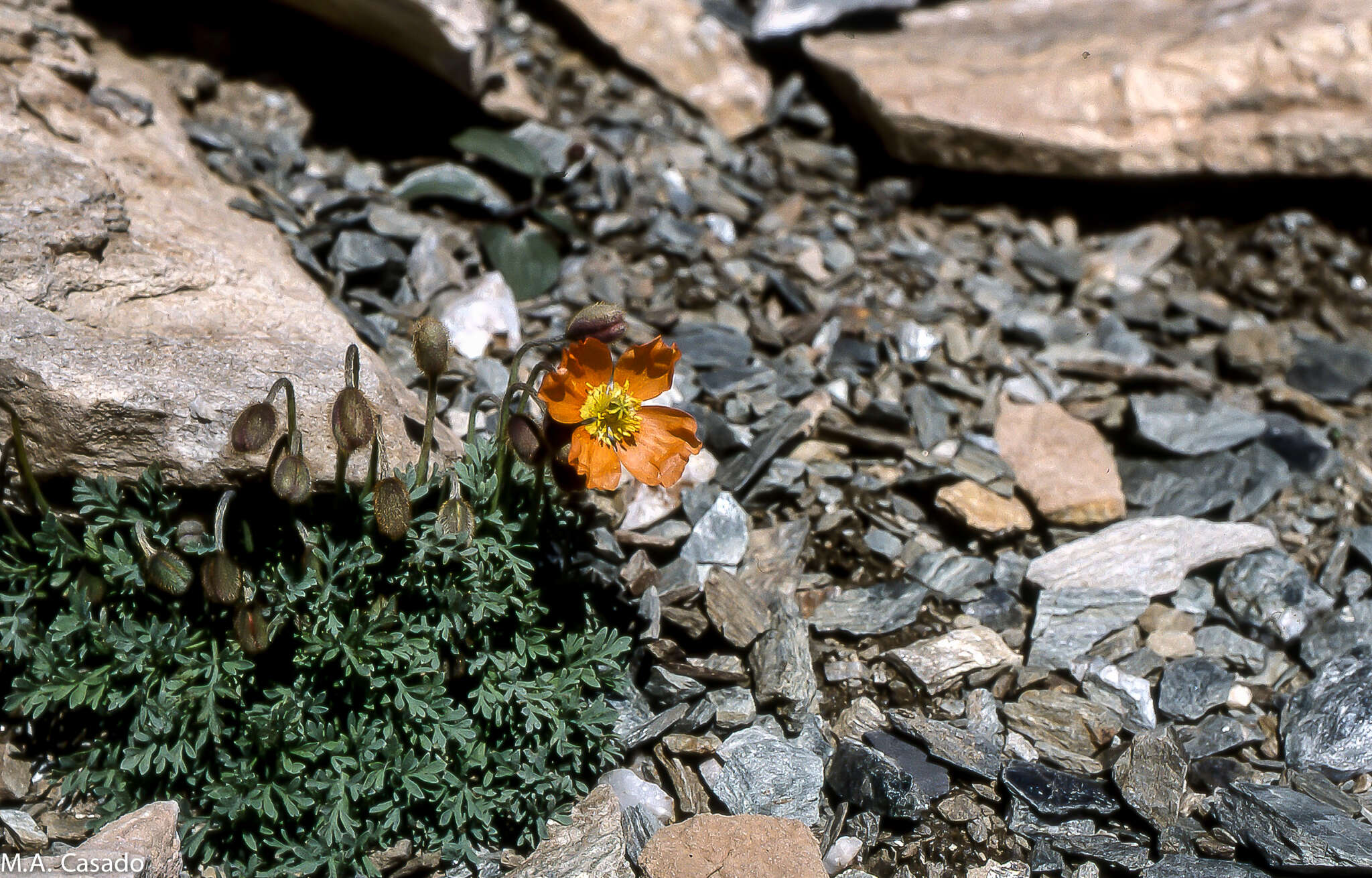 Image of Papaver lapeyrousianum Gutermann