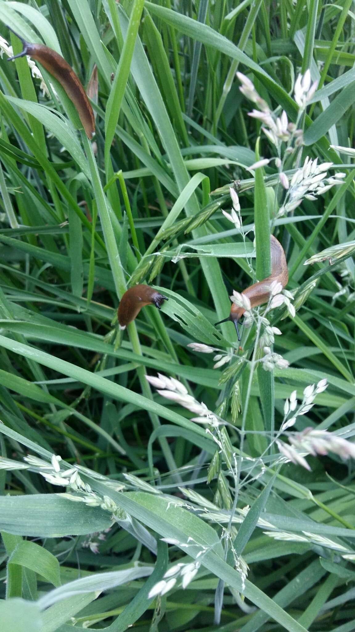 Image of Spanish slug