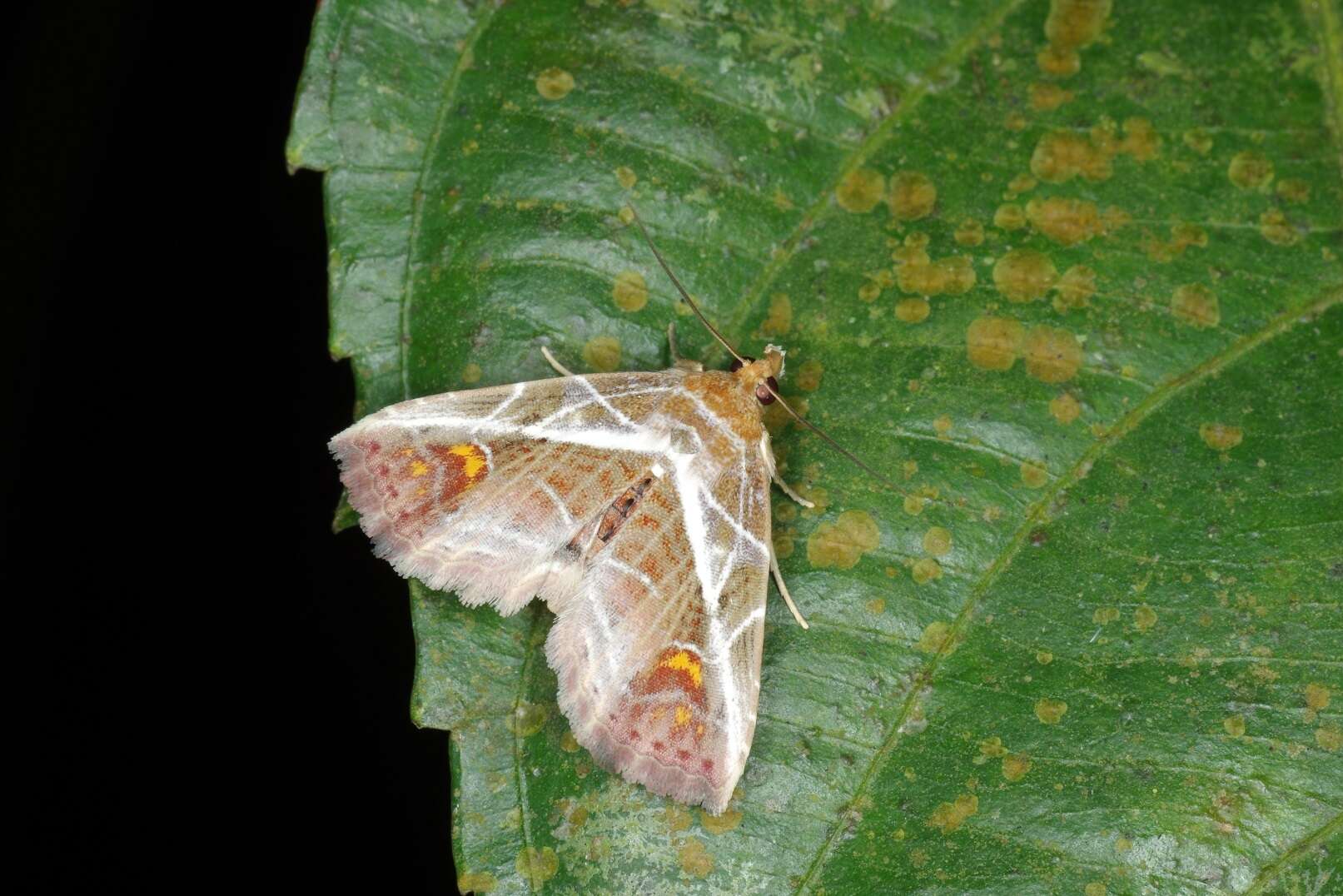 Image of Eugnathia diagonalis Hampson 1910