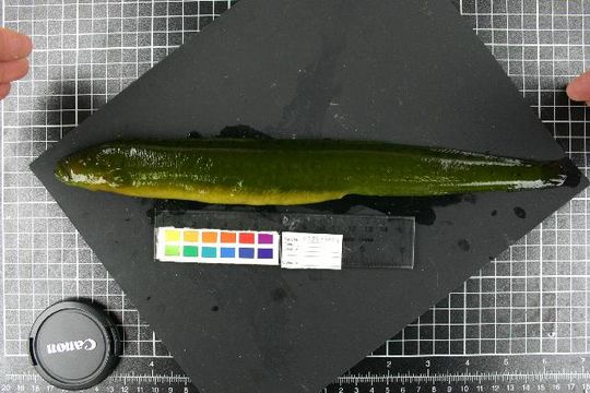 539.tzfpc 0736 d04 1191532610 jpg.580x360