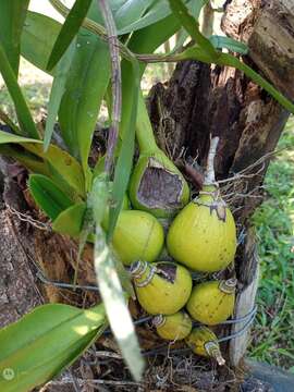 Image of Encyclia cordigera (Kunth) Dressler