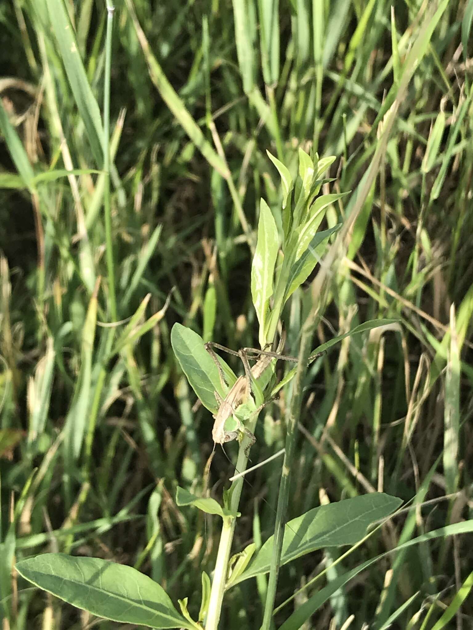 Image of Gray locust