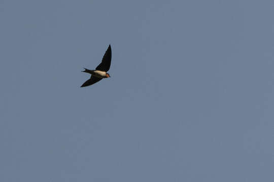 Image of Angola Swallow