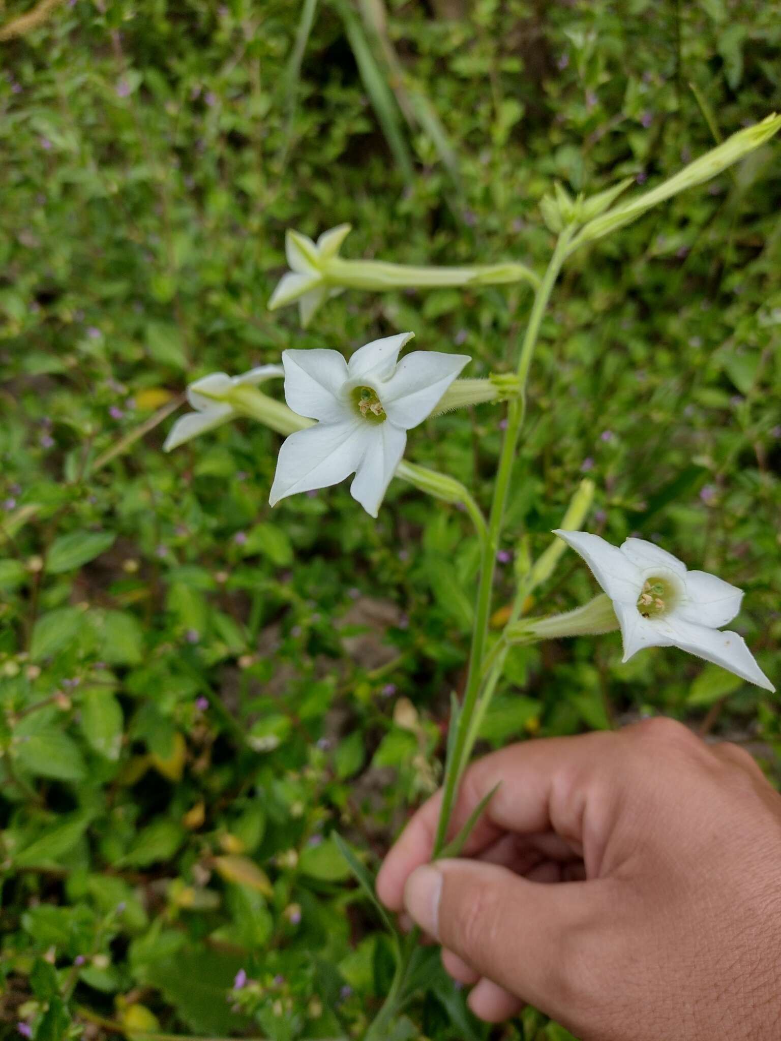 Image of jasmine tobacco