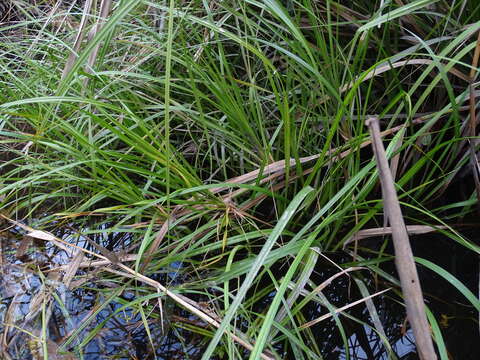 Image of Cladium mariscus subsp. intermedium Kük.