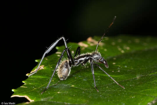 Image of Myrmecotypus tahyinandu