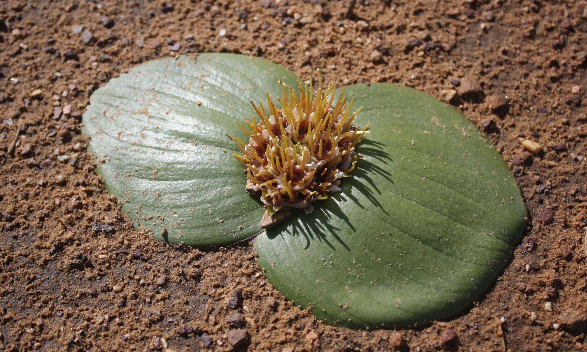 Image of Common Hedgehog Lily