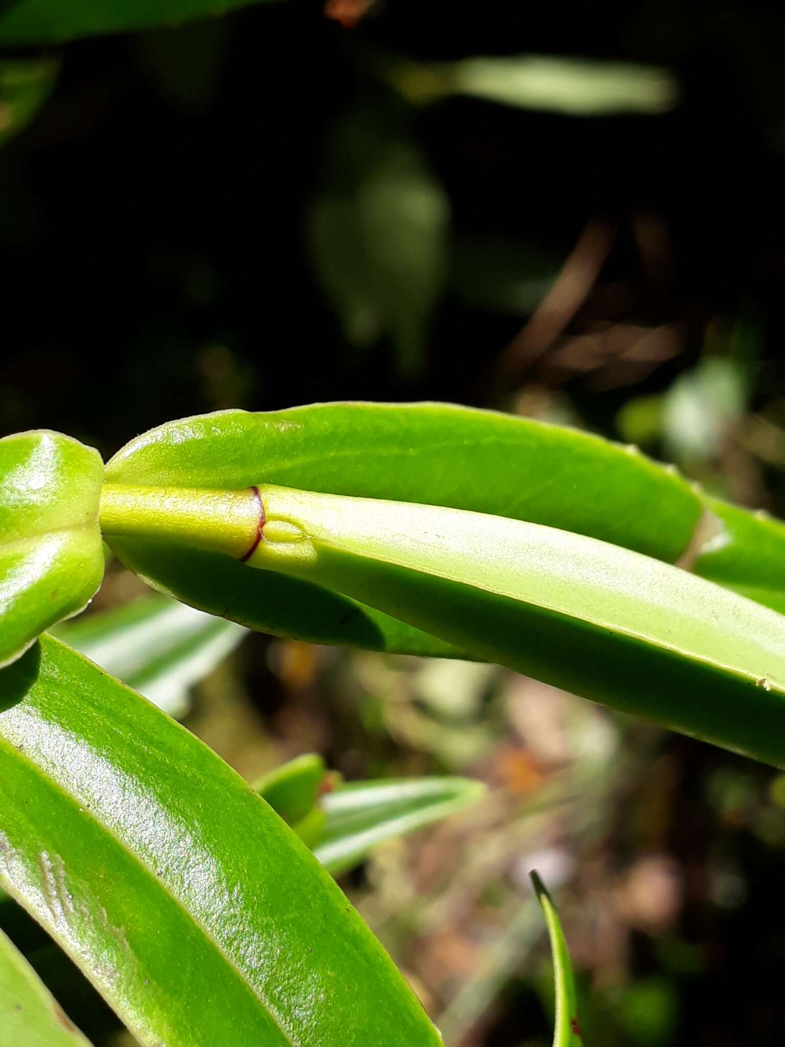 Image of Veronica corriganii (Carse) Garn.-Jones