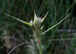 Image of Sporobolus factorovskyi (Eig) P. M. Peterson