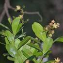 Ixonanthes icosandra Jack resmi