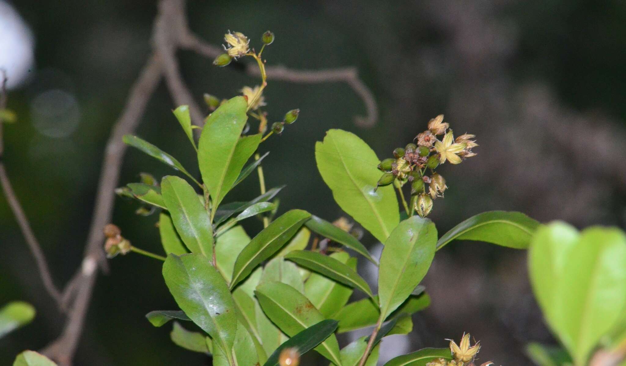 Image de Ixonanthes icosandra Jack