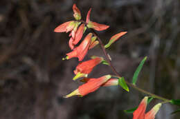 Слика од Castilleja ortegae Standley