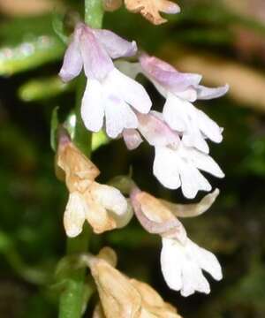 Image of Tsaiorchis keiskeoides (Gagnep.) X. H. Jin, Schuit. & W. T. Jin