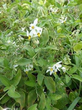 Image of Solanum chenopodioides Lamarck