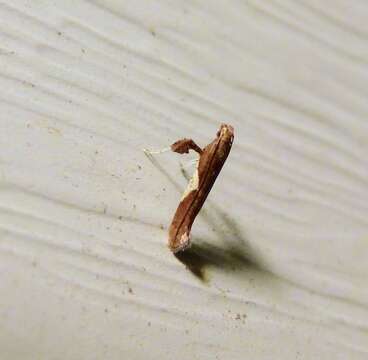 Image of Caloptilia coroniella (Clemens 1864)