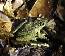 Image of Boulenger's Snouted Treefrog