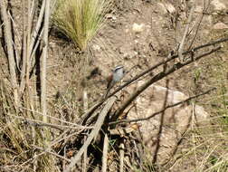 Ochthoeca leucophrys (d'Orbigny & Lafresnaye 1837)的圖片