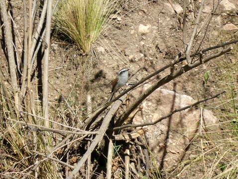 Image of White-browed Chat-Tyrant