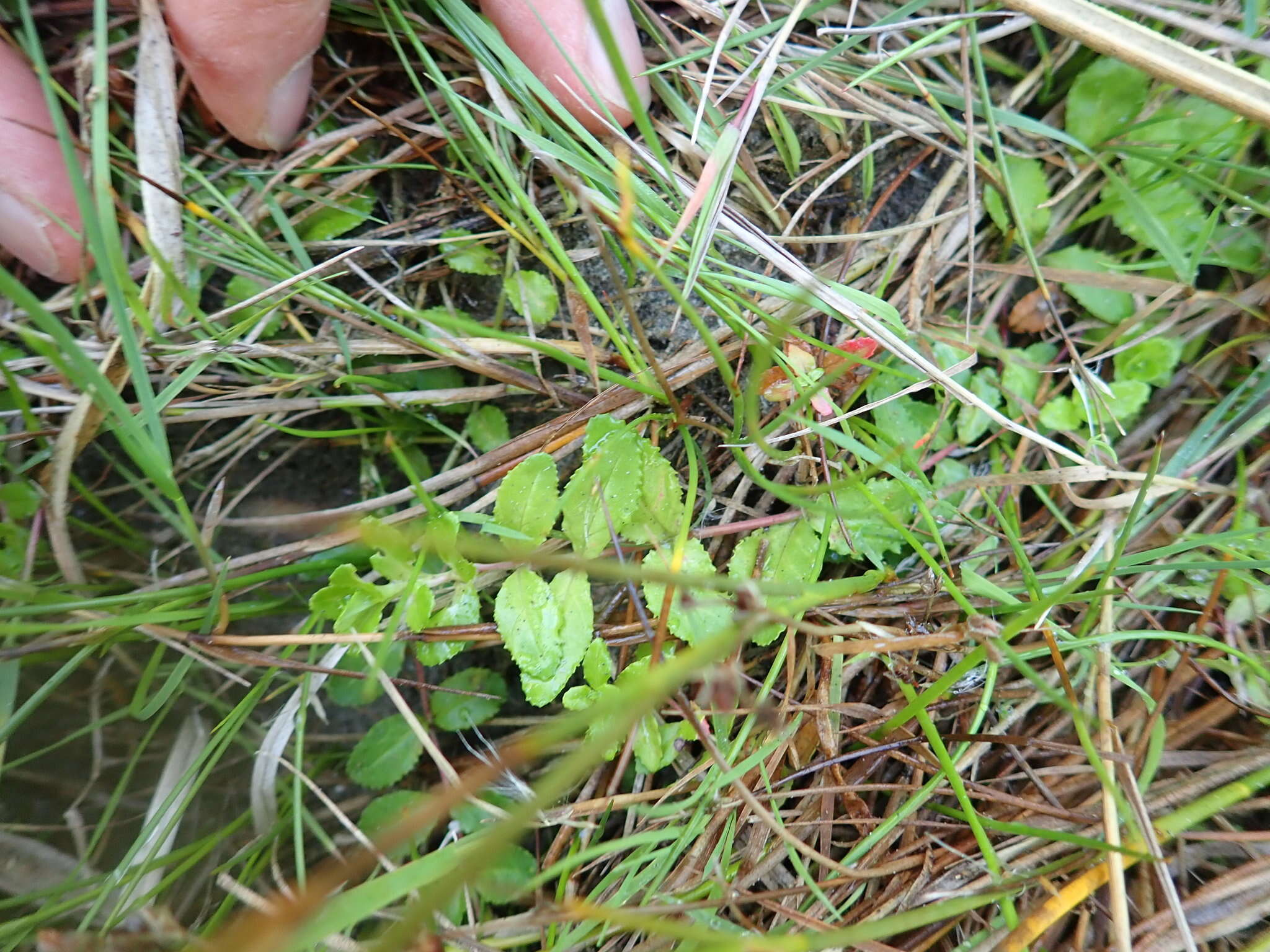 Image of <i>Epilobium billardiereanum</i>