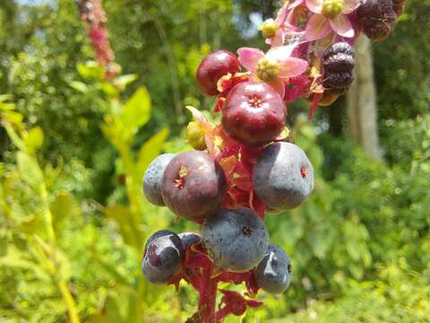 Image of Phytolacca thyrsiflora Fenzl ex J. A. Schmidt