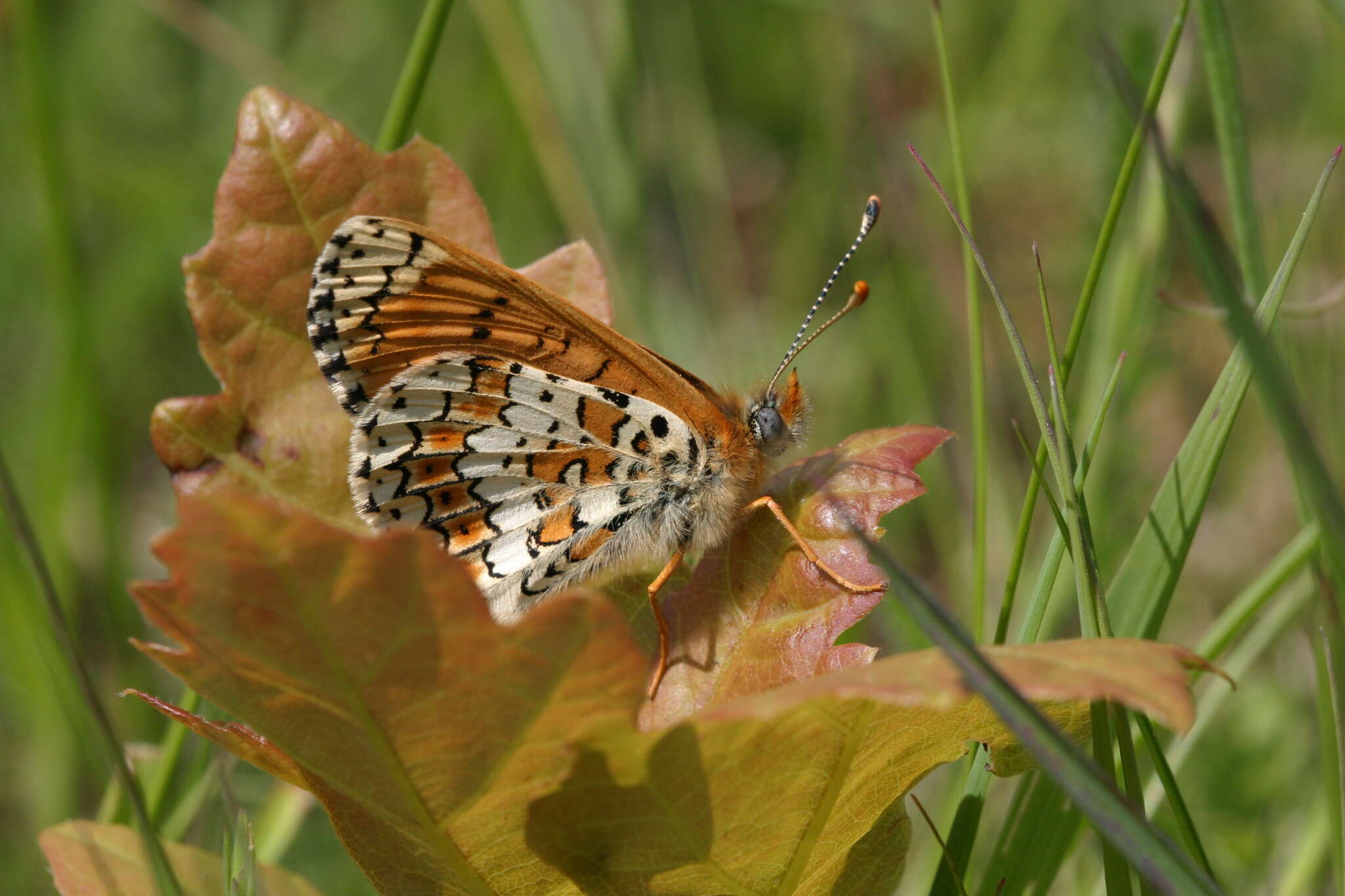 Image of glanville fritellary